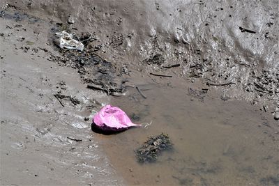 High angle view of pink floating on water