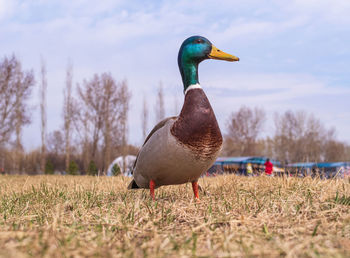 A male mallard is standing on the lawn. close-up. bird portrait.