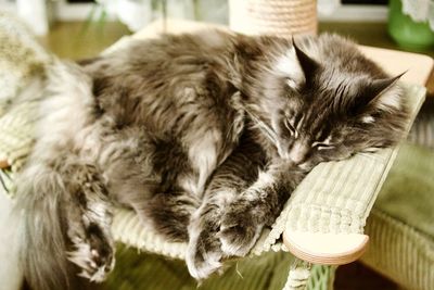 Close-up of kitten relaxing