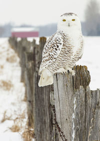 Portrait of white owl perching on old wooden fence during winter