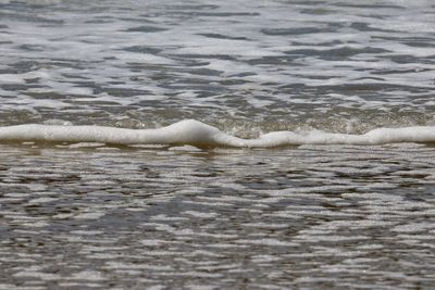 View of ducks in sea