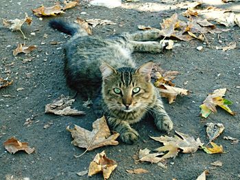 Portrait of cat on field