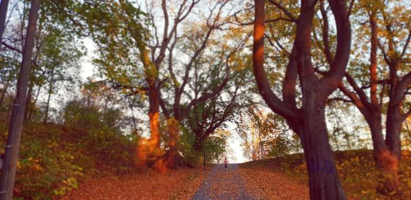Scenic view of trees during autumn