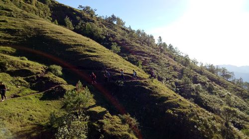 Scenic view of forest against sky