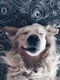 High angle view of golden retriever sleeping on bed at home