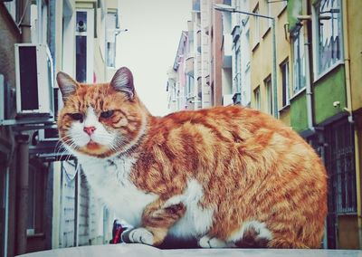 Portrait of cat sitting outdoors