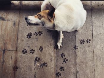 High angle view of dog on wooden floor