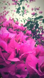 Close-up of pink flowers