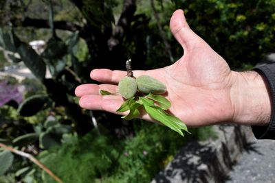 Close-up of hand holding plant