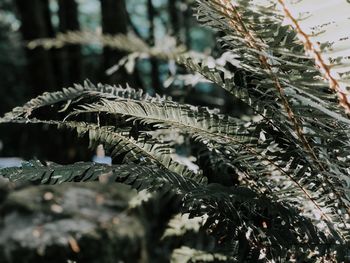 Close-up of frozen leaves