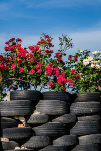 Fence made from car tires with roses