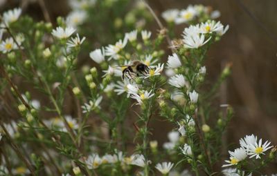 Close-up of bee pollinating flower