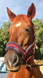 Close-up of horse against sky