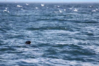 View of turtle swimming in sea