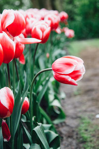 Close-up of pink tulips in park