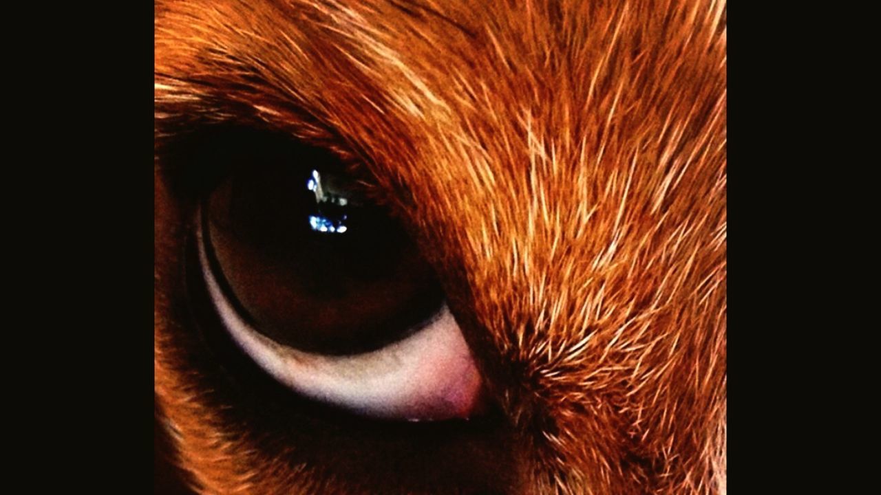 CLOSE-UP PORTRAIT OF A DOG AGAINST BLACK BACKGROUND