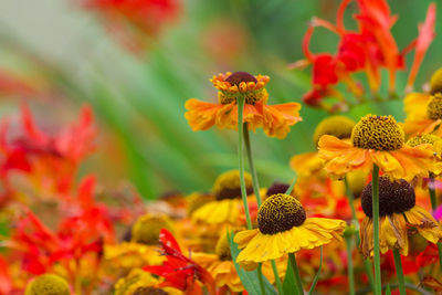 Close-up of yellow flowering plant