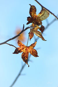 Close-up of dry leaves against blue sky