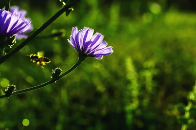 Close-up of purple flower blooming outdoors