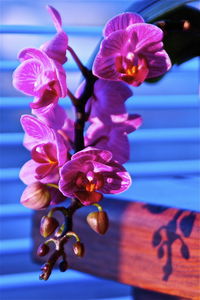 Close-up of purple flowers