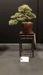 Close-up of potted plant on table