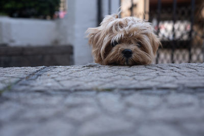 Close-up of dog