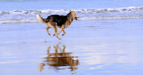 Dog running in sea