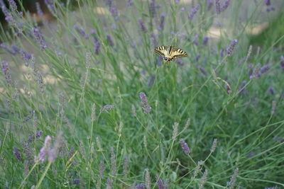 Butterfly on purple flower