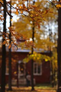 Autumn leaves on tree against building