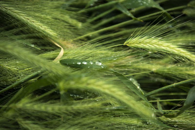 Close-up of wet plant on field