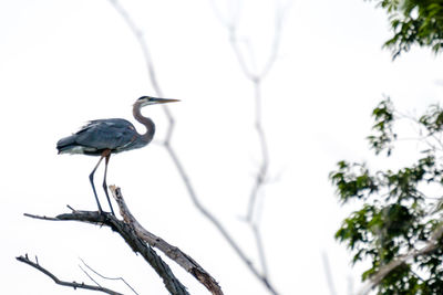 Low angle view of bird perching on tree