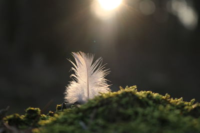 Close-up of plant against bright sun