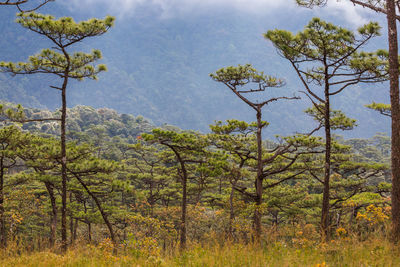 Trees in forest against sky