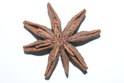 Close-up of pumpkin against white background