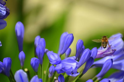 Close-up of purple crocus flowers