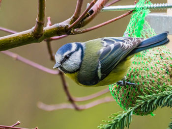 Close-up of bird perching on tree