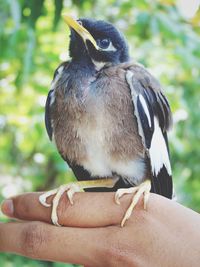 Close-up of hand holding bird