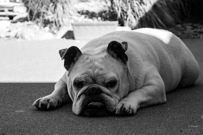 Close-up of a dog resting