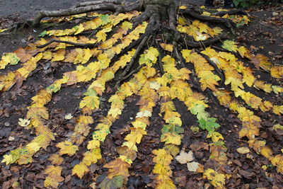 High angle view of yellow leaves on ground