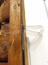Close-up of insect on wood