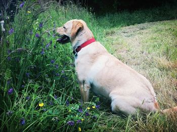 Dog standing on grassy field