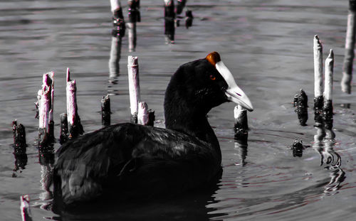 Ducks swimming in lake