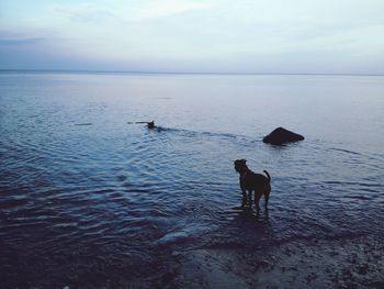 Rear view of dog standing on shore against sky