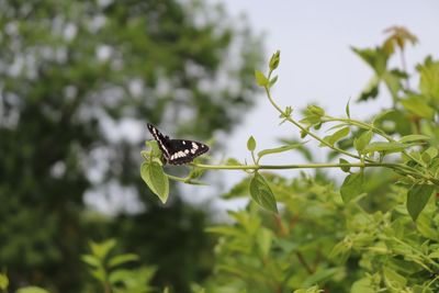 Close-up of butterfly on leaf