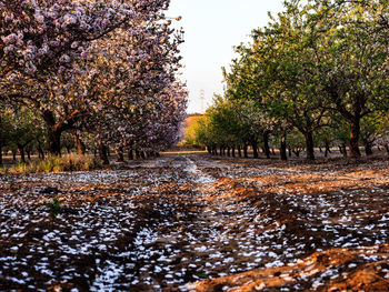 Road amidst trees against sky during autumn