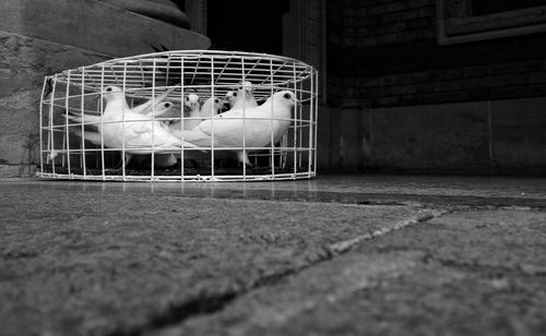 Doves in cage