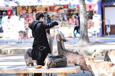Man feeding deers in city