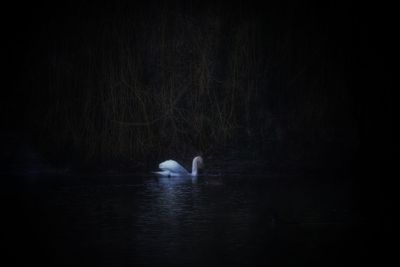 Swan swimming in water at night