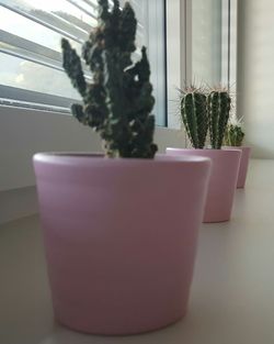 Close-up of potted plant on table