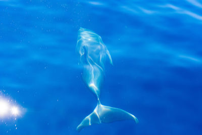 Common bottlenose dolphin surfacing on the adriatic sea in croatia